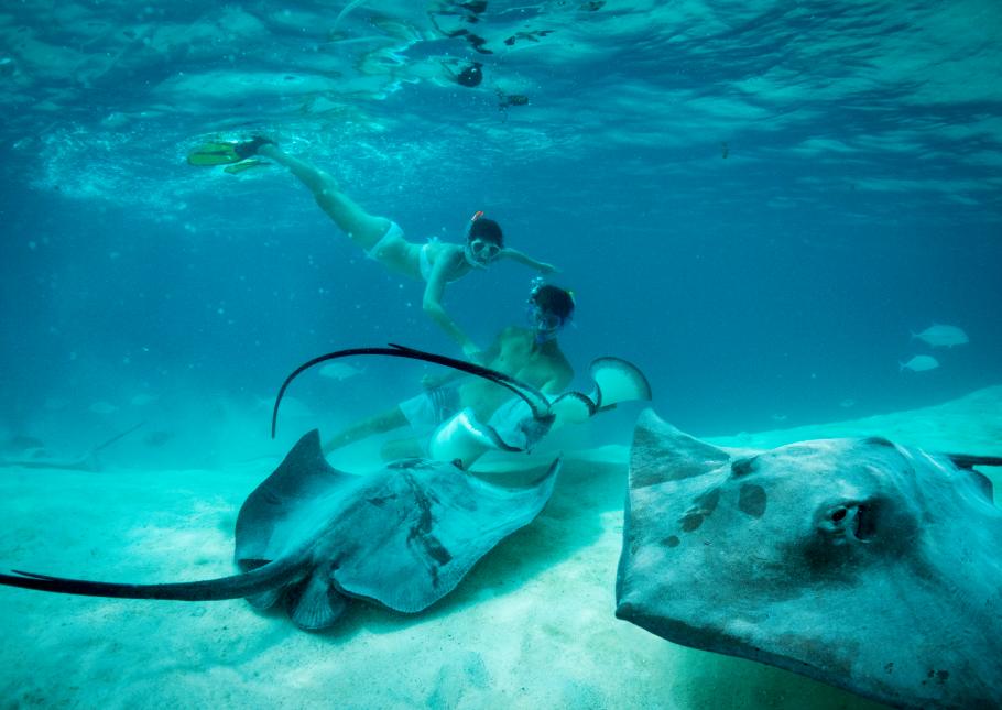 Underwater photo of marine life with two people diving in the background