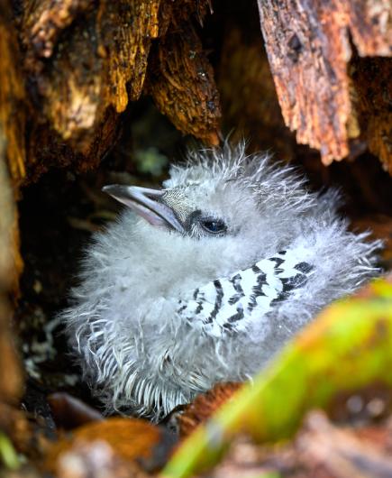 Paradise bird in its nest
