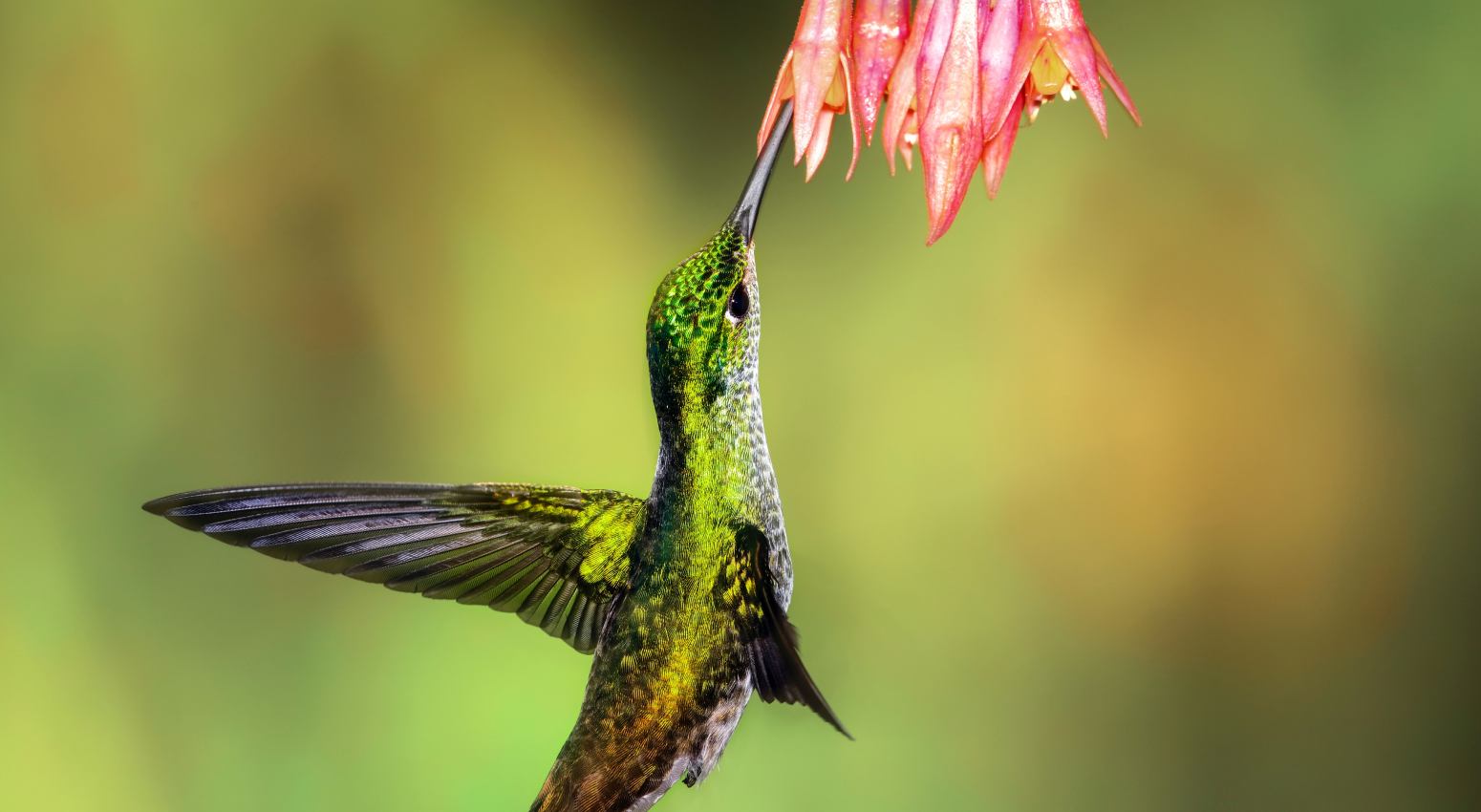 Colibri and a tropicla colourful flower