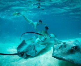 Underwater photo of marine life with two people diving in the background