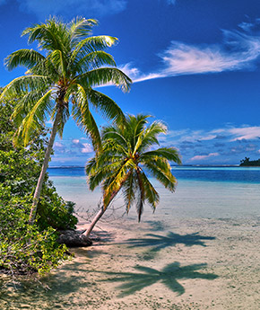A beach with three tropical trees