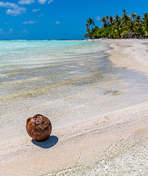 A coconut on a tropical island