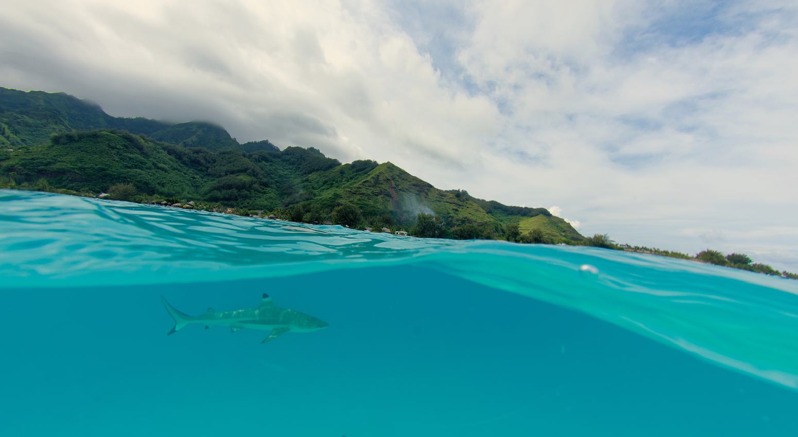 undewater view of a shark with a tropical island in the background