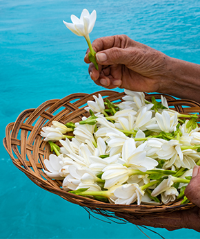 Tropical flower in a busket