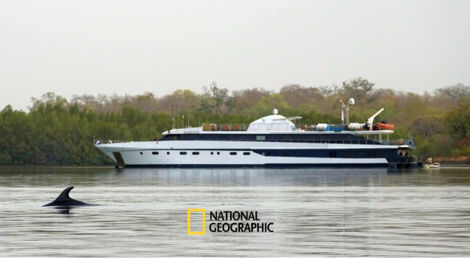 A sharp in the water with a Variety Cruises' ship in the background