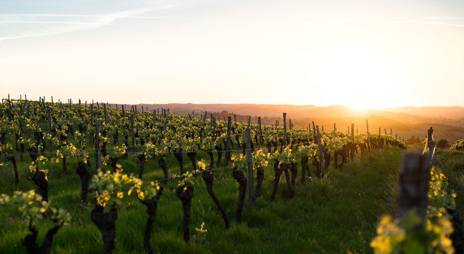 Close-up of a vineyard during sunset