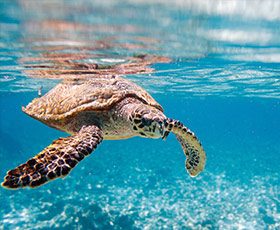 Sea turtle in turquoise waters
