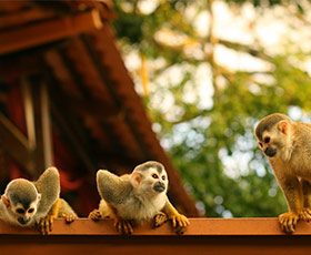 Monkeys in Costa Rica with Variety Cruises