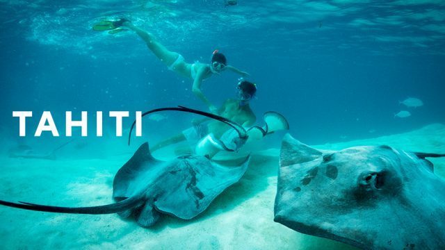 Tahiti undwater photo of two stingrays with two people diving in the background