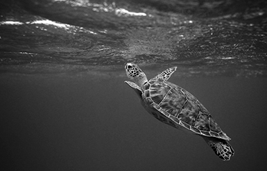 A little turtle in the ocean waters